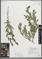 Foto von Salix repens subsp. incubacea (L.) A. Neumann